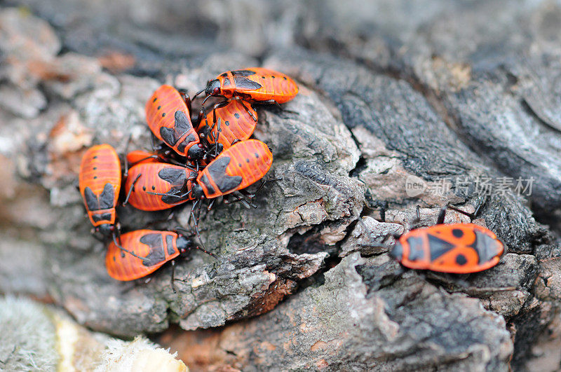 火虫(Pyrrhocoris apterus)